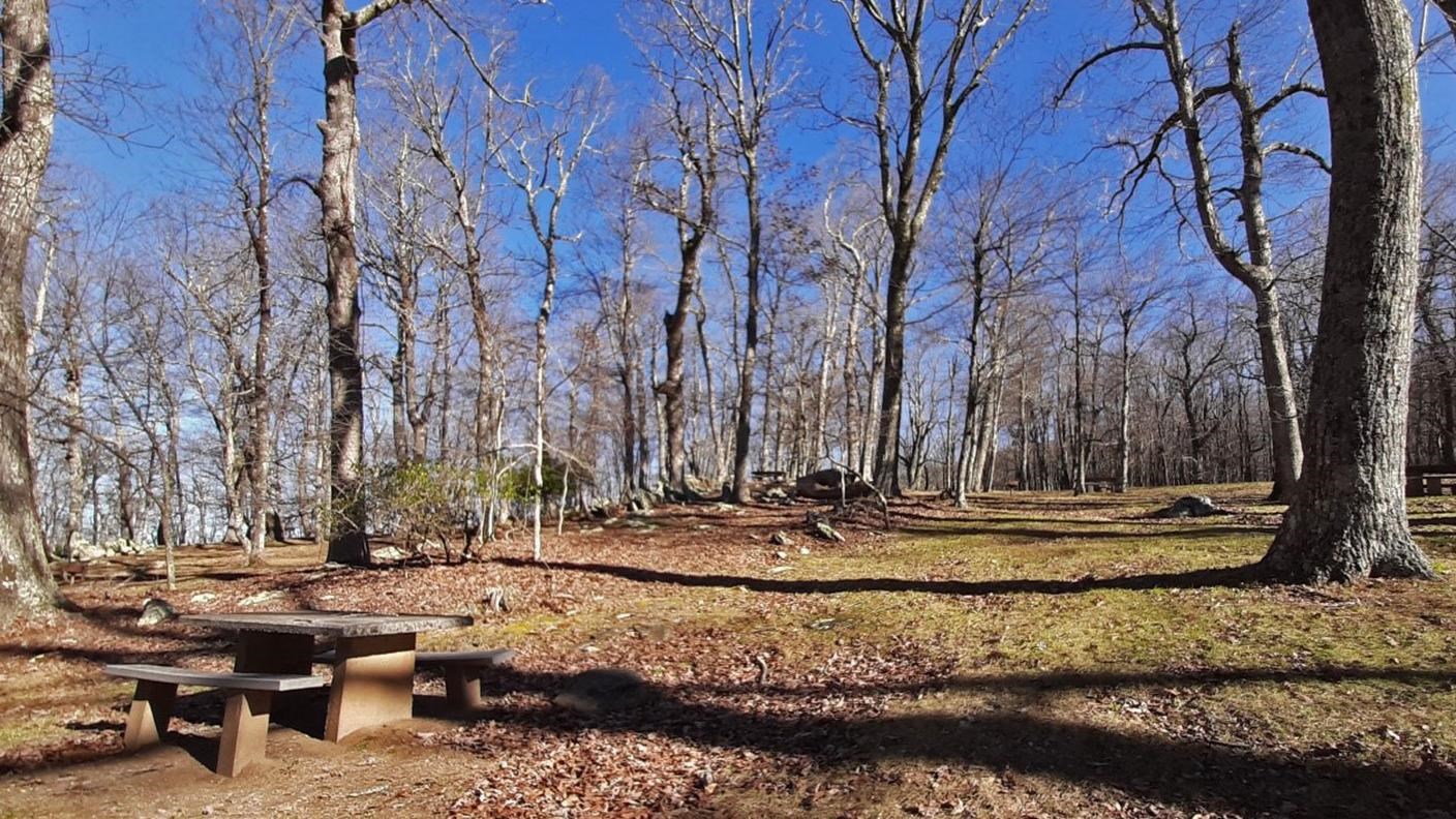 a picnic table rests on a slope below tall hardwood trees