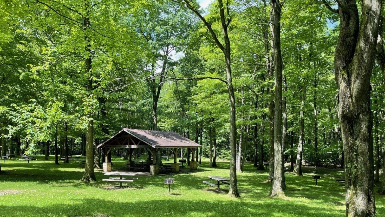 A picnic pavilion surrounded by trees