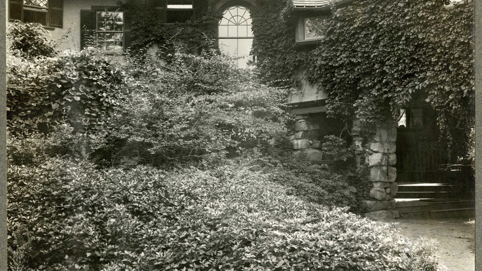 Black and white of large shrub in front of large home that has vines crawling up it