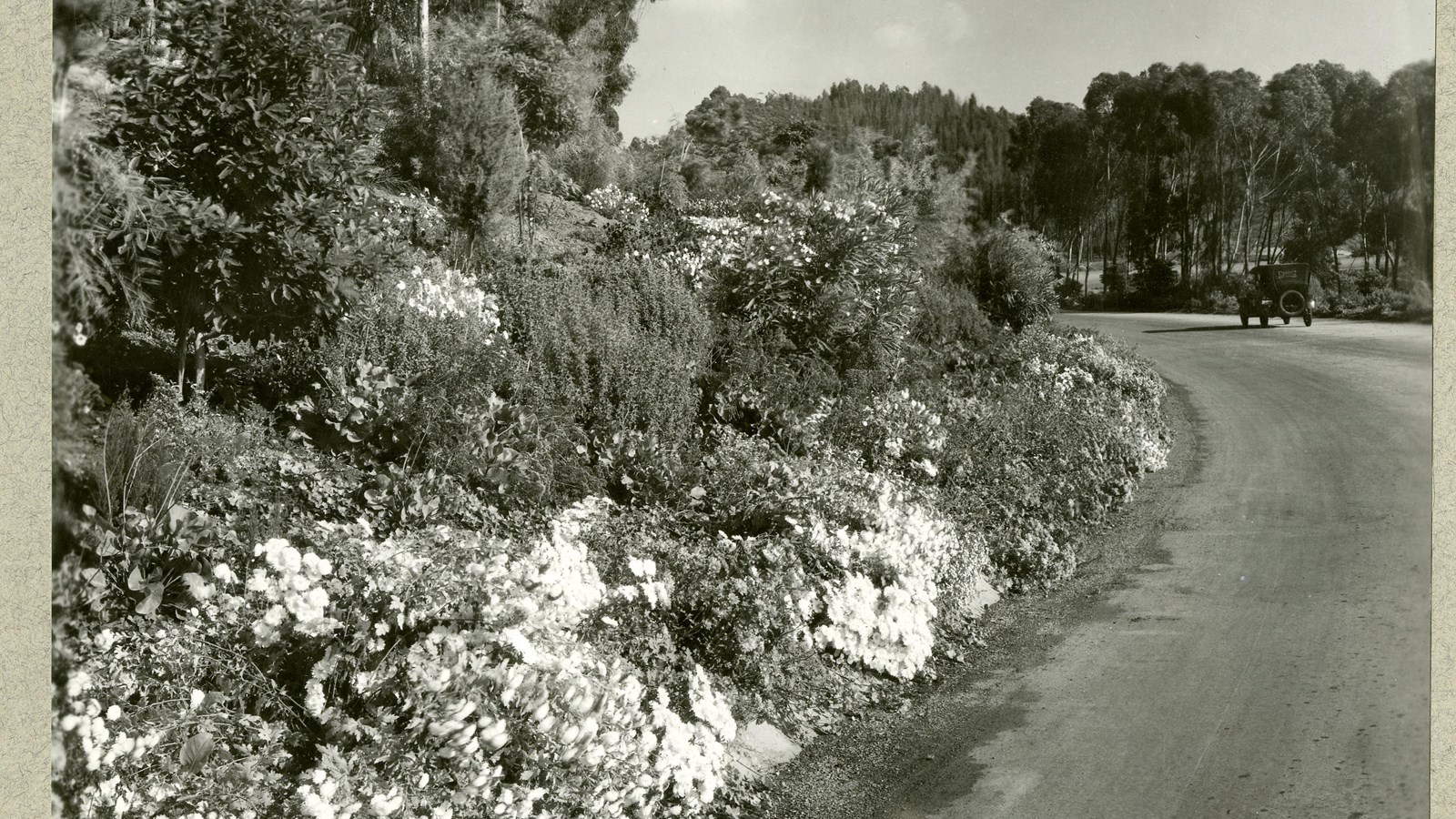 Black and white of curving road lined with shrubs, flowers and trees on top of each other