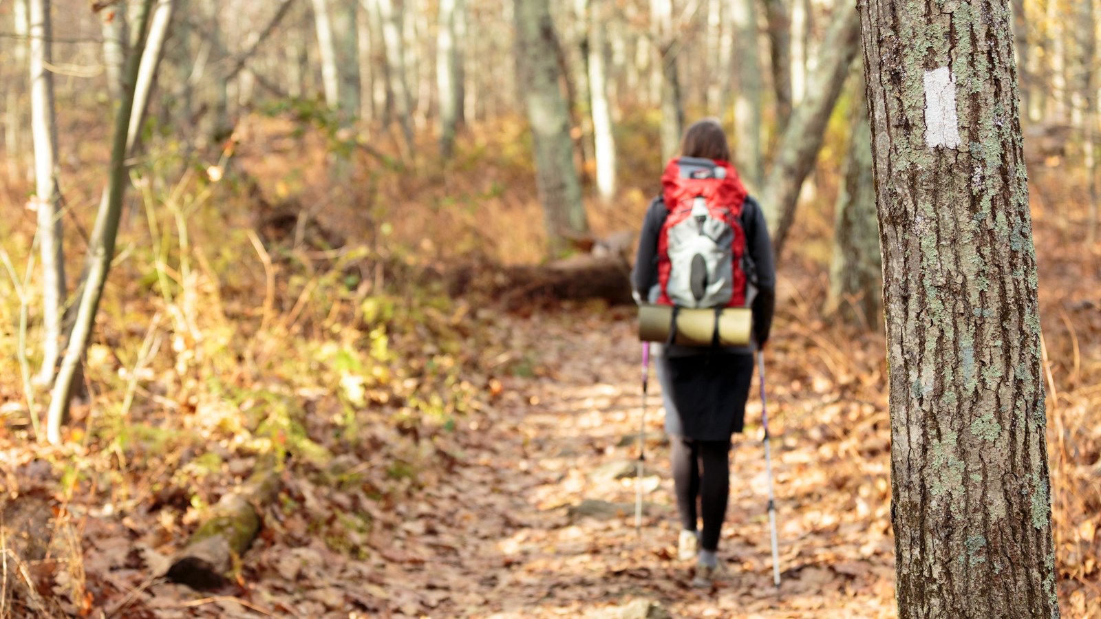 A hiker walks down a trail with a tree trunk marked with a white blaze in the foreground.