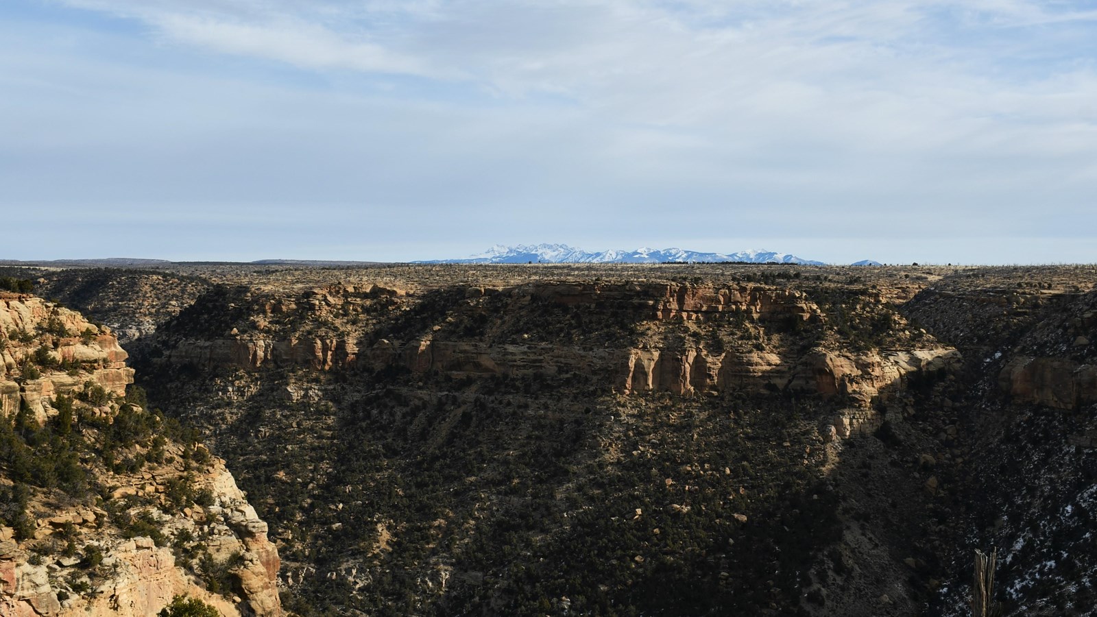 Pinyon pines and junipers grow on the slopes of a sandstone canyon. Mountains rise in the distance.