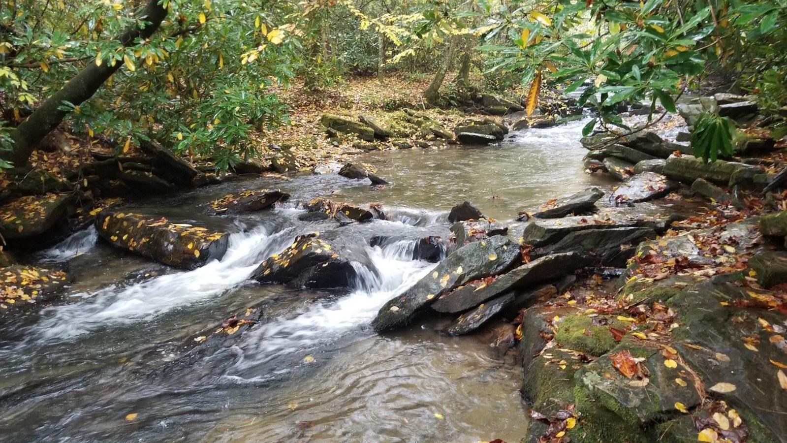 A small creek flows around stones underneath a low canopy of green vegetation.