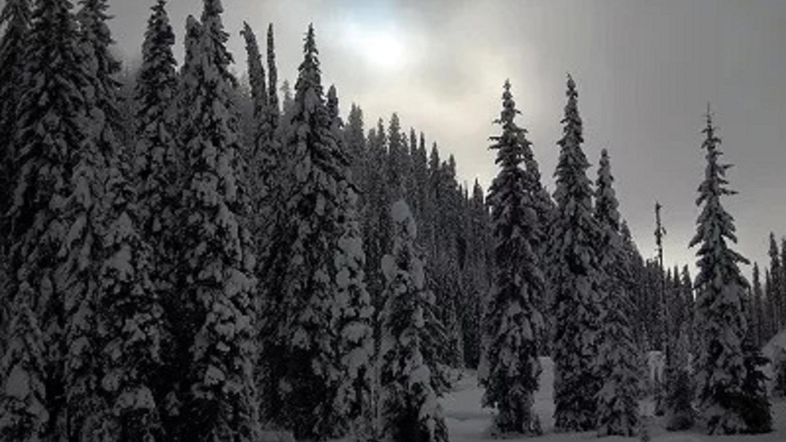 Evergreen trees covered in snow on the Bitterroot Mountains.