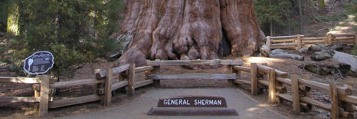 See The General Sherman Tree Us National Park Service