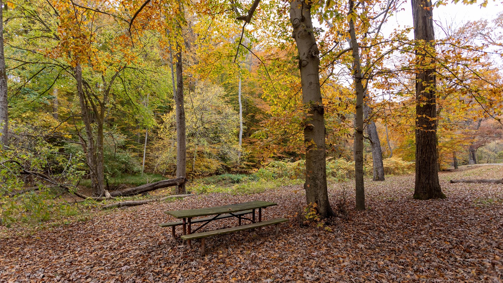 A picnic bench in a wooded area. 