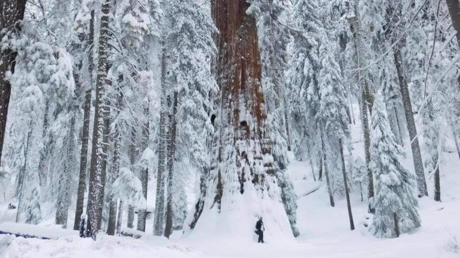 A person is dwarfed under an immense sequoia tree. The ground and tree branches are covered in snow.