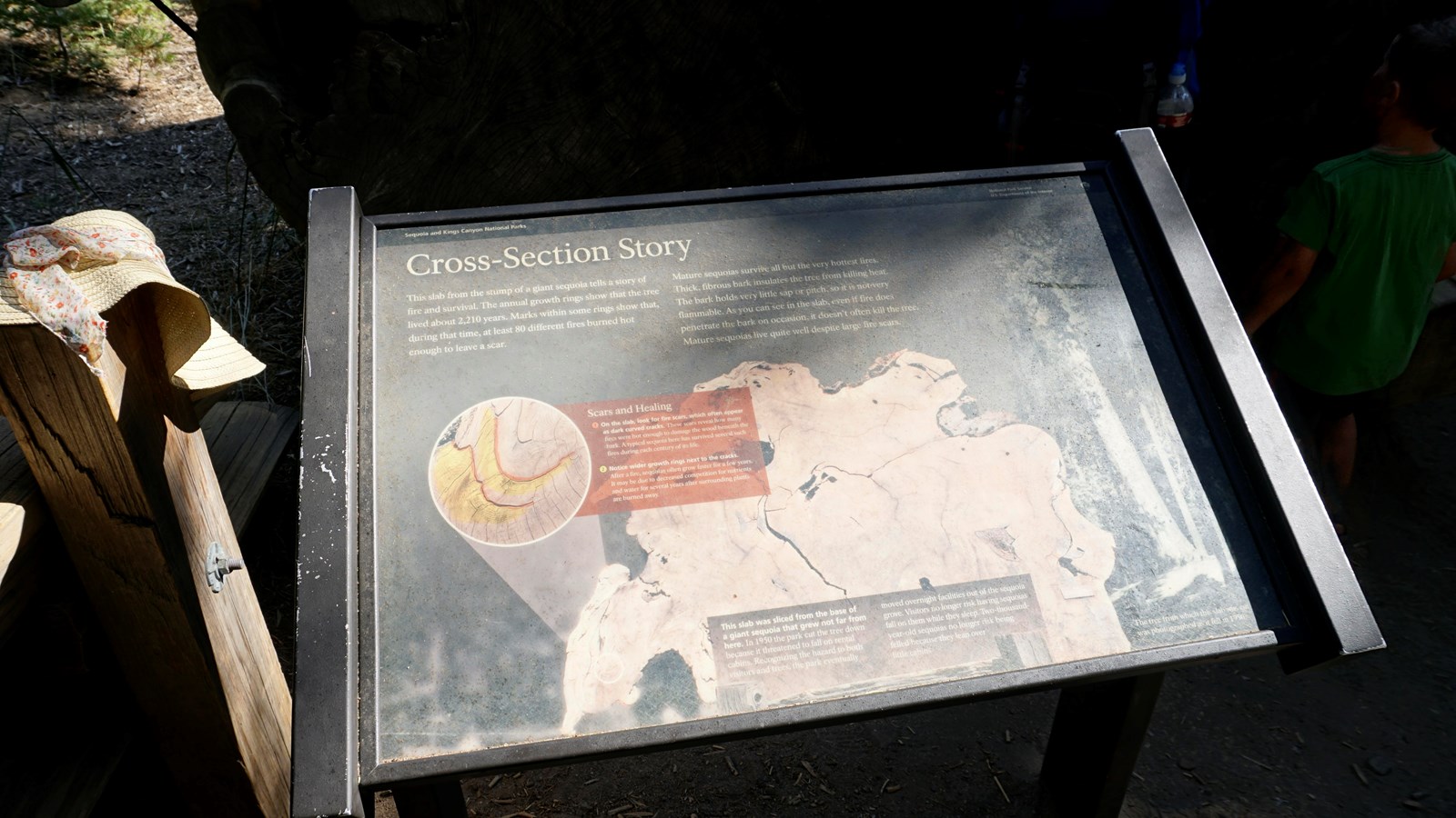 A metal panel sits in front of a large slab of giant sequoia wood