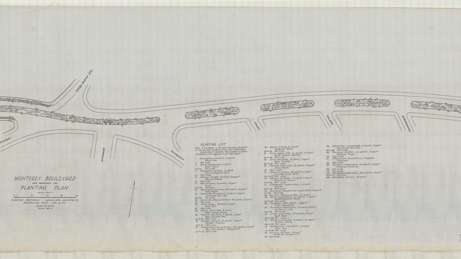 Pencil plan of long road with skinny ovals in middle filled with plants