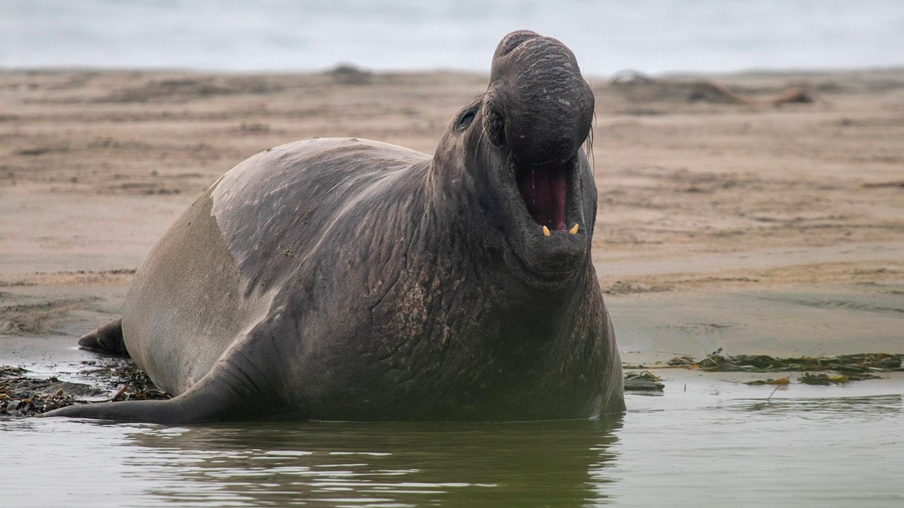 Seals might soon show up on the Jersey Shore. Know what to do if you see  one. 