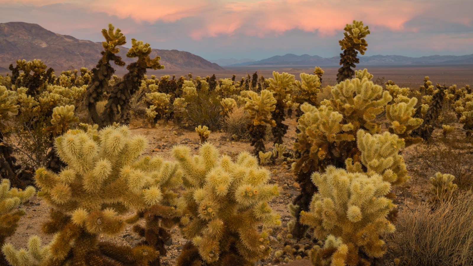 A large number of cholla growing in front of rocking mountains under clouds lit pink by the sunset.