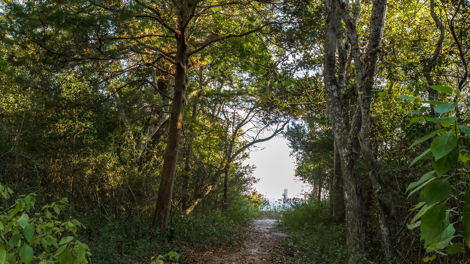 A trail cuts through trees and looks out to the horizon.