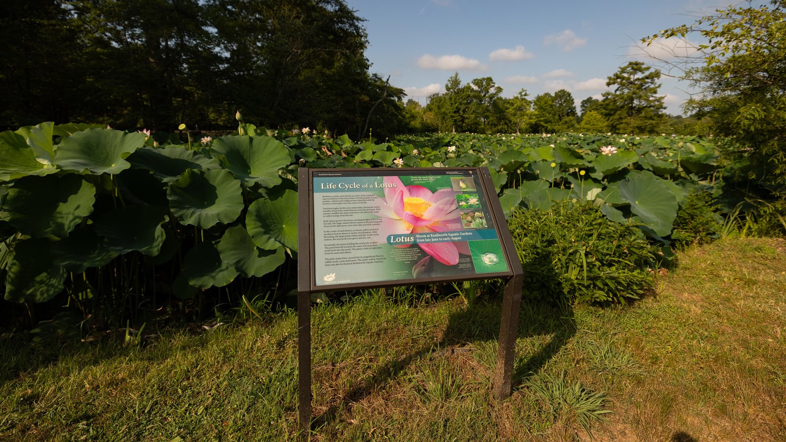 An information panel in front of large lotus and lilys 