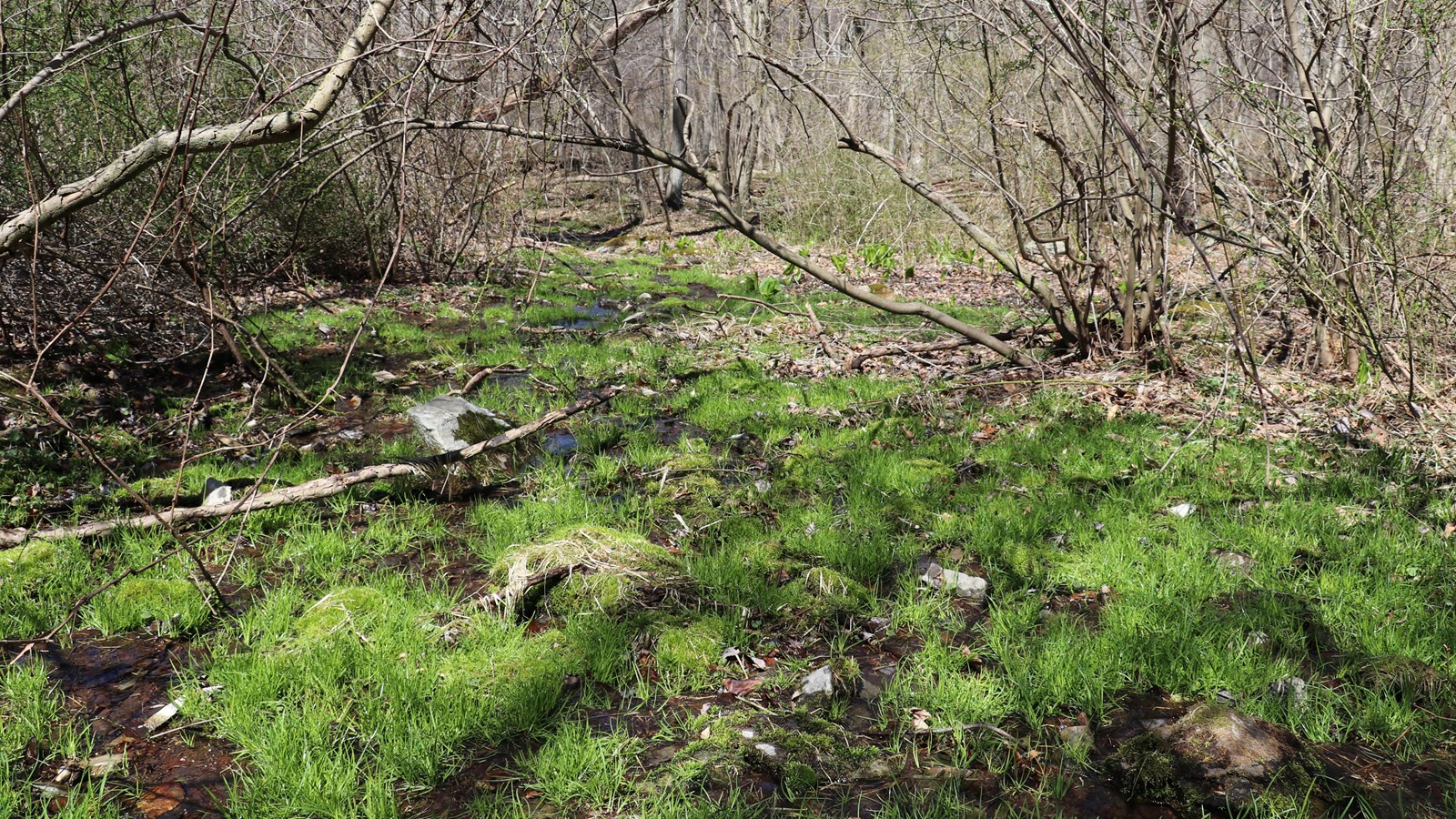 A springhead with water coming up from the ground and flowing through a wetland into a stream.