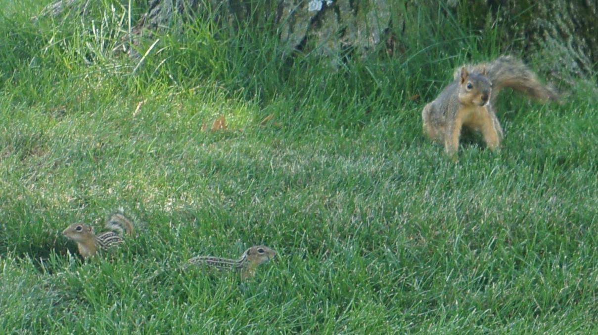 Two ground squirrels and a grey squirrel by a cottonwood tree in Riverside Park