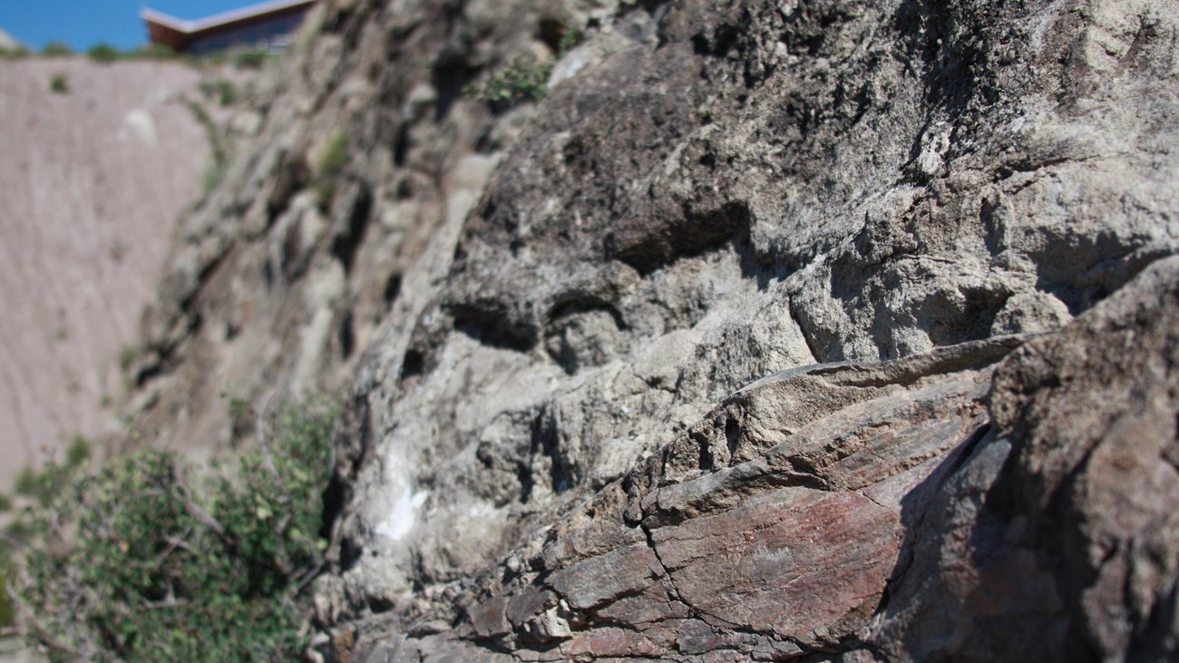 A closeup of a fossilized femur of a long-necked dinosaur on the Morrison spur of the trail.