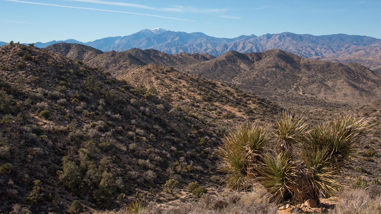 A viewpoint showing a yucca cactus, desert mountains, and a snowy peak in the background.
