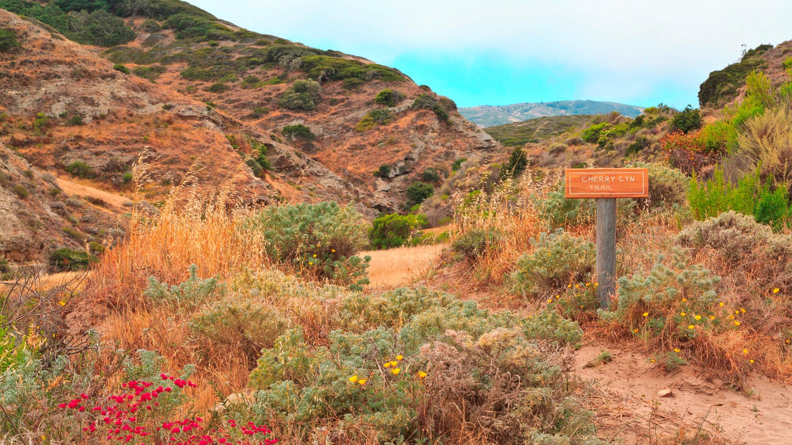 Flowers and shrubs along rock trail in a narrow canyon covered in grass and shrubs.