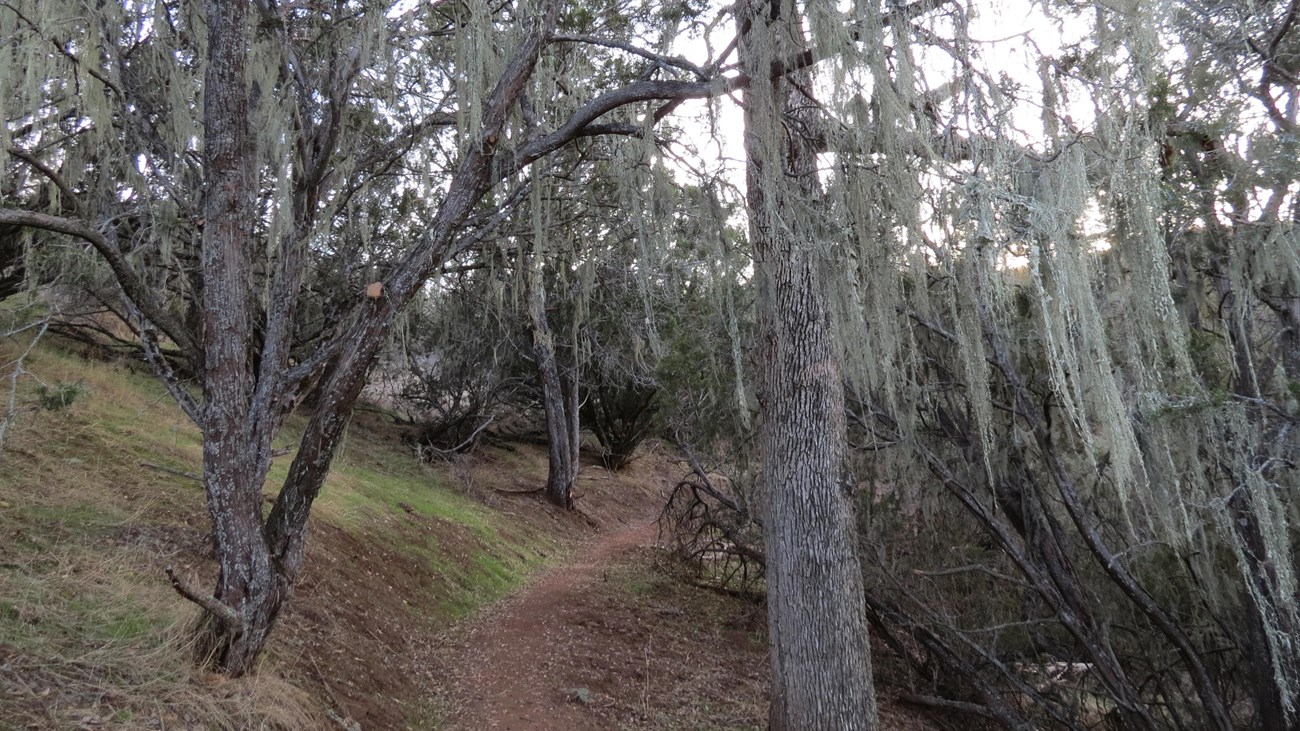 A view of a dirt trail leading through a grove of blue oaks drapped in moss