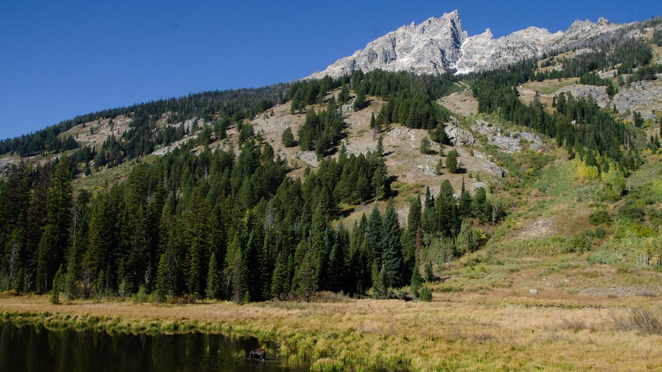 A moose stands in a pond surrounded by vegetation at the base of a mountain. 