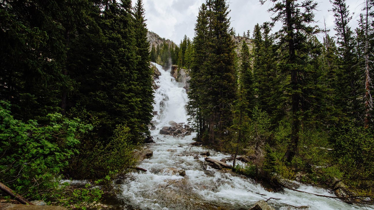 Water cascades down a 100 ft waterfall tucked into a forest of conifer trees.