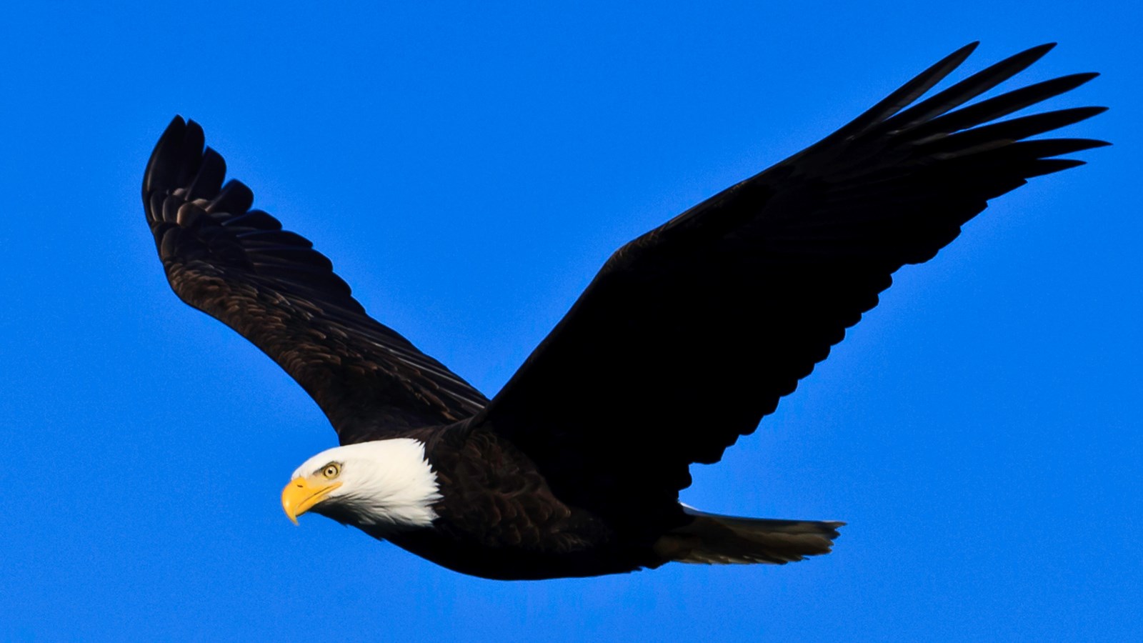 Bald Eagle (U.S. National Park Service)