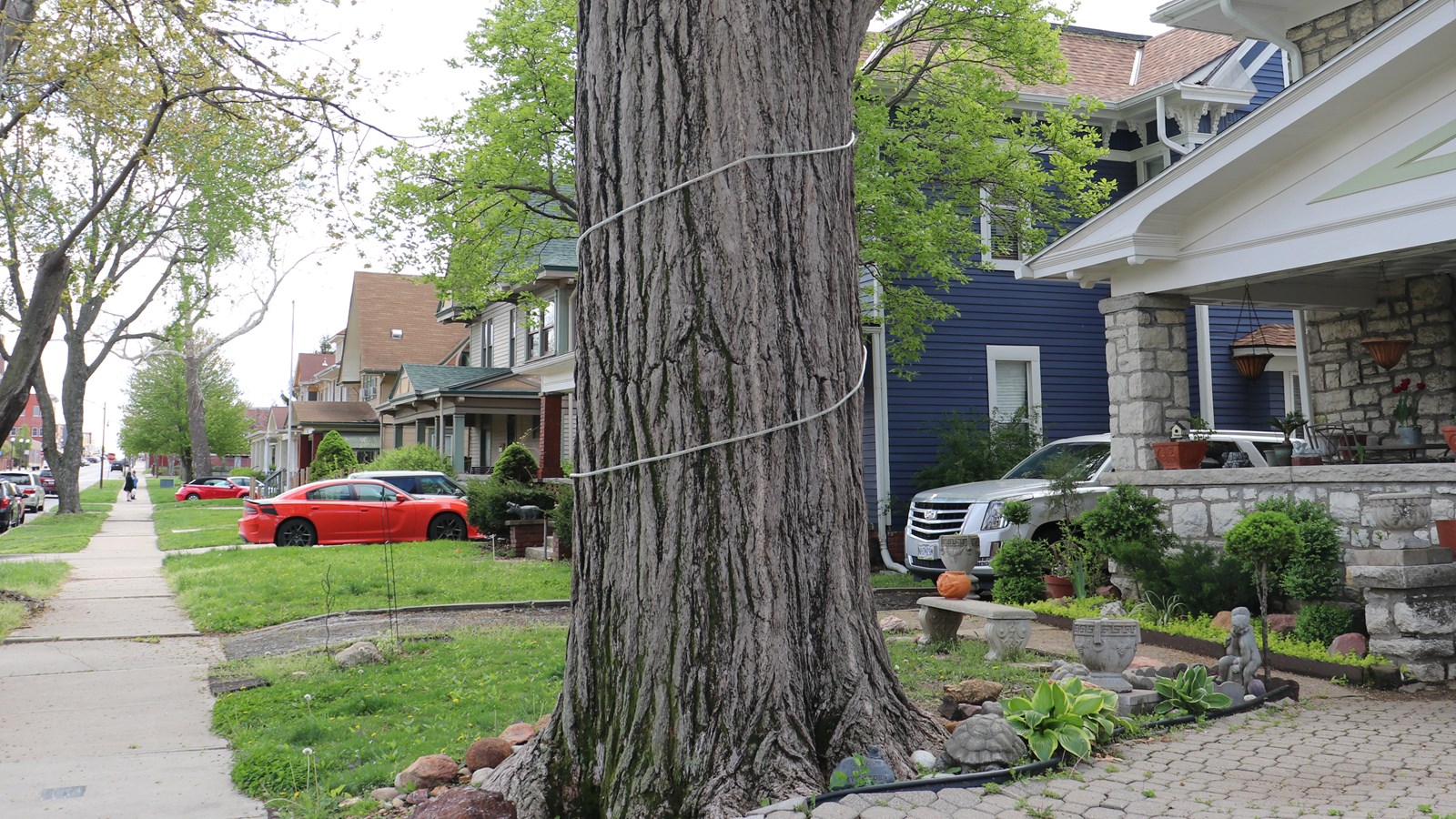 In the foreground, the trunk of the ginkgo tree. In the background, a row of houses. 