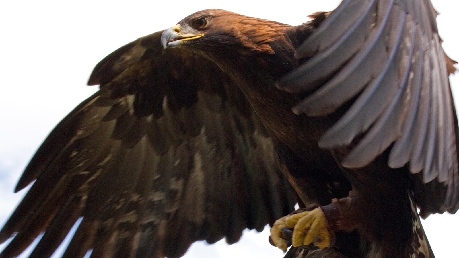 large brown bird in flight with hooked bill.