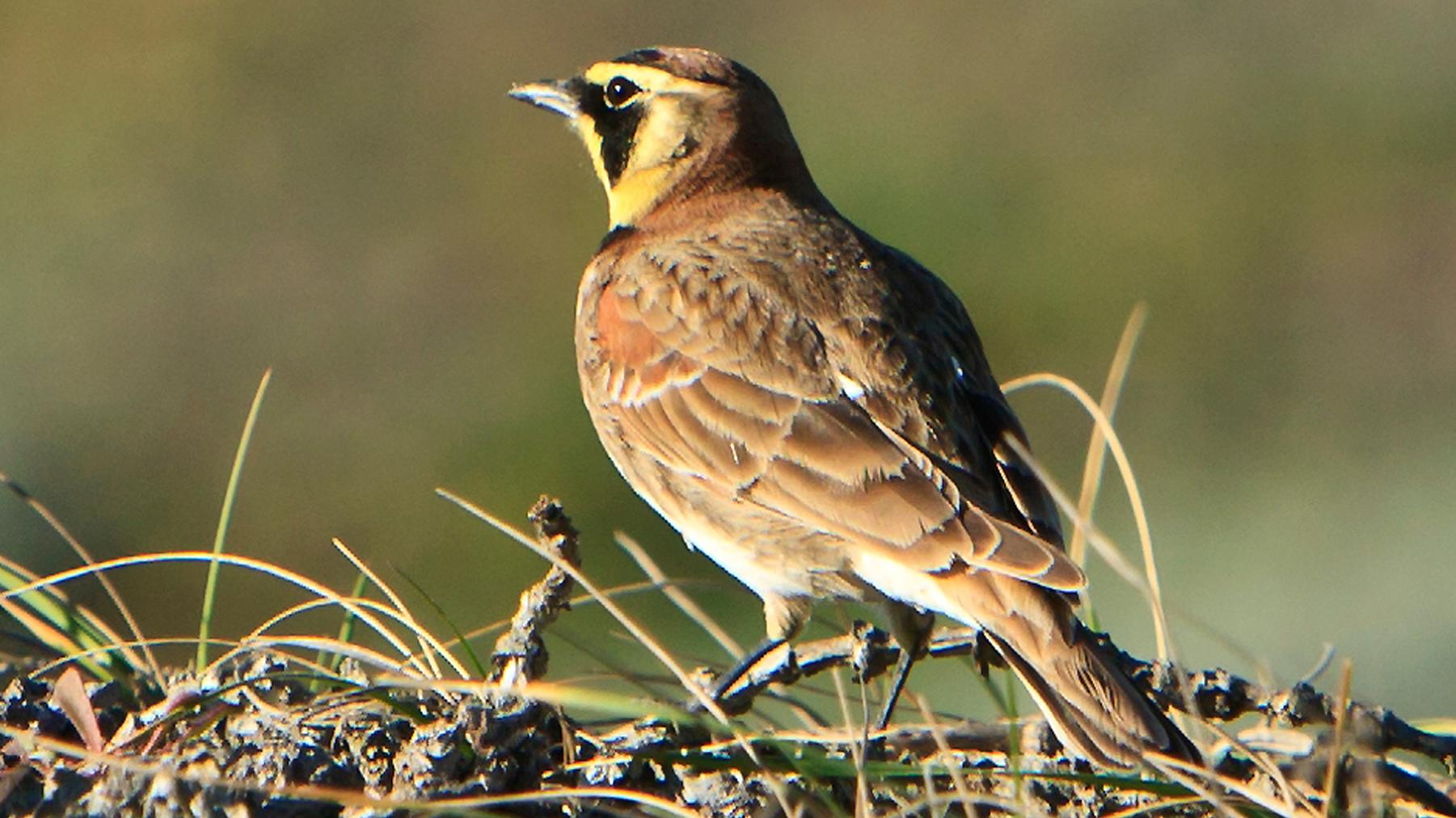 Horned Lark (U.S. National Park Service)