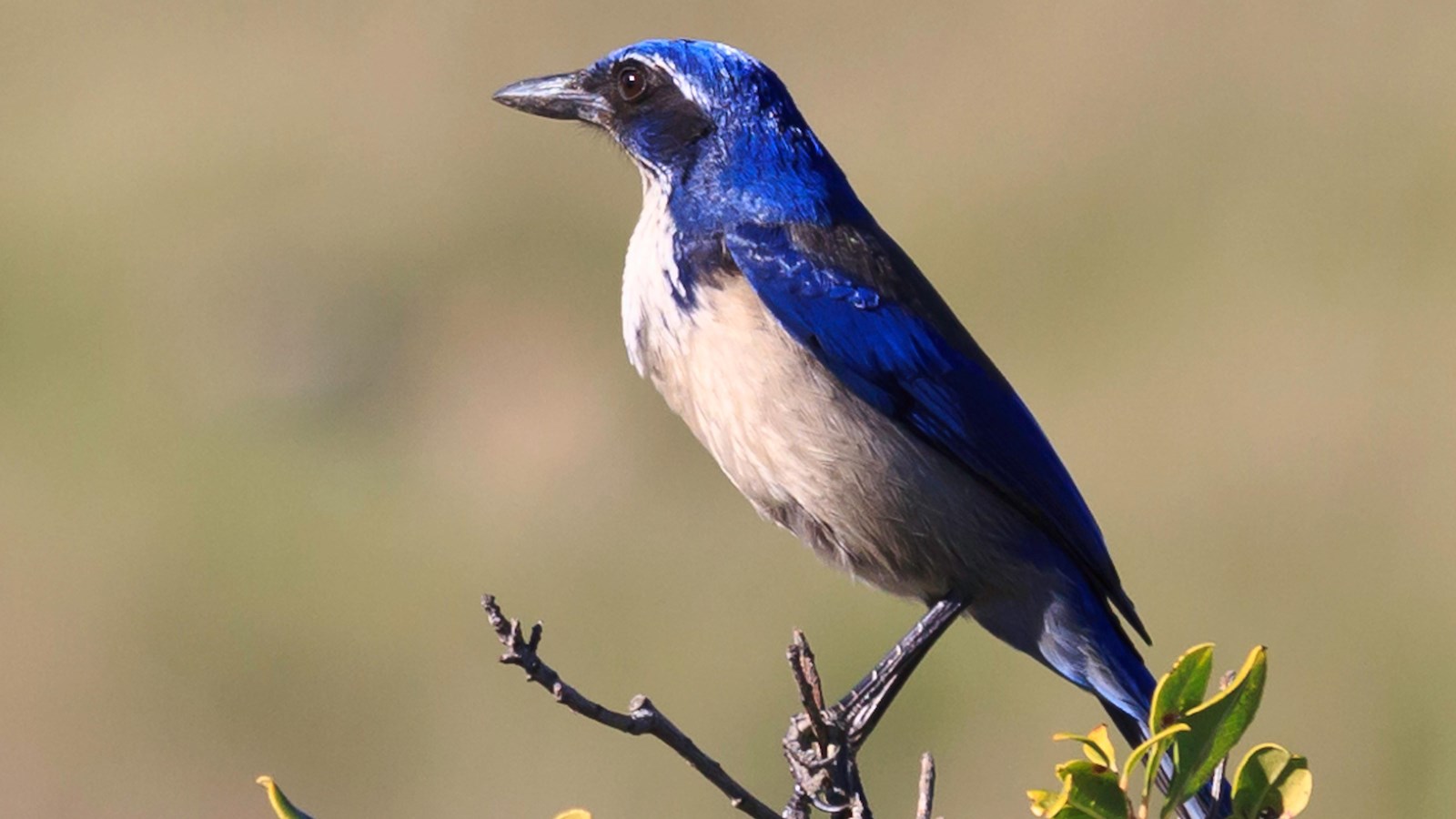 Island Scrub Jay U S National Park Service