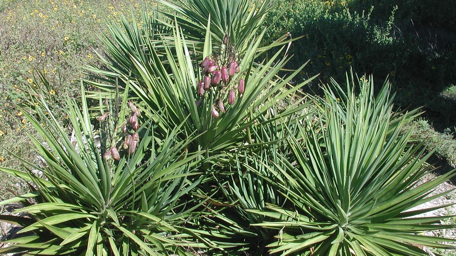 A sharp spiked plant.