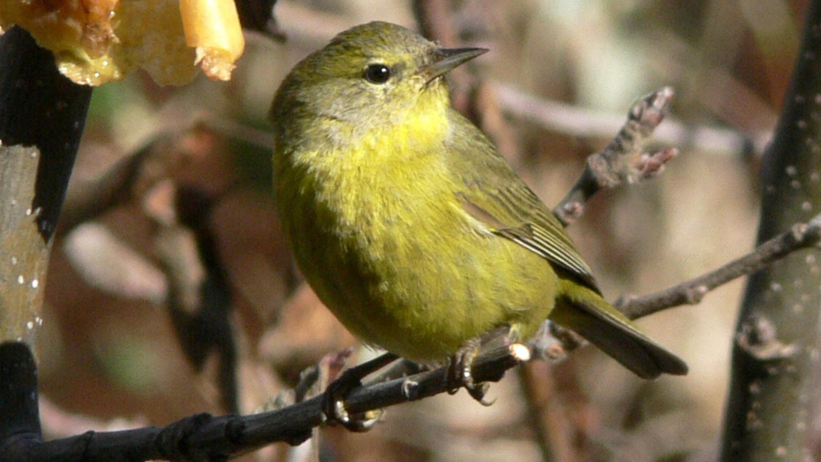 small yellow bird on branch