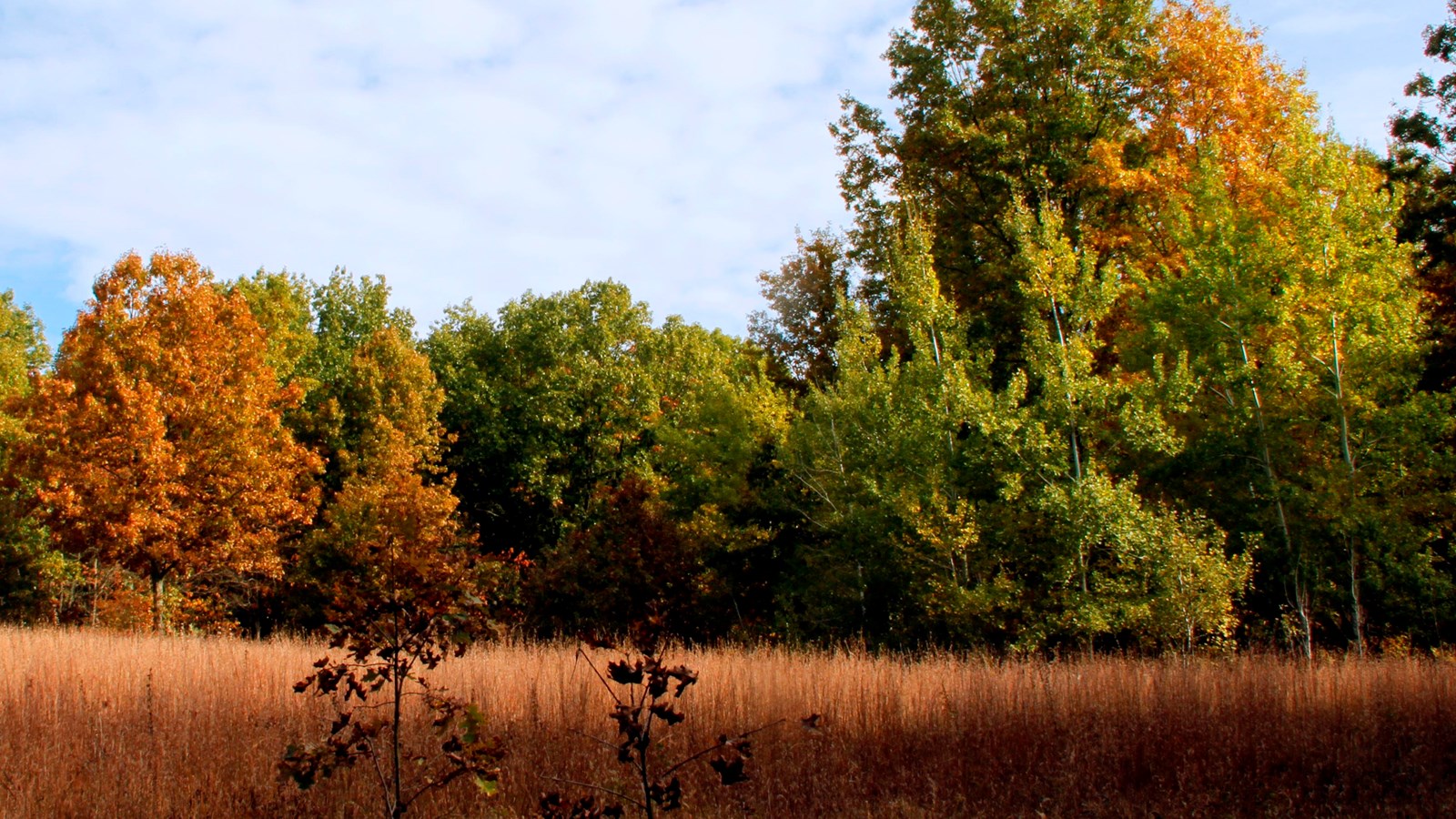 Golden grasses spread out across the field.  The leaves on the trees are green, gold, and red.