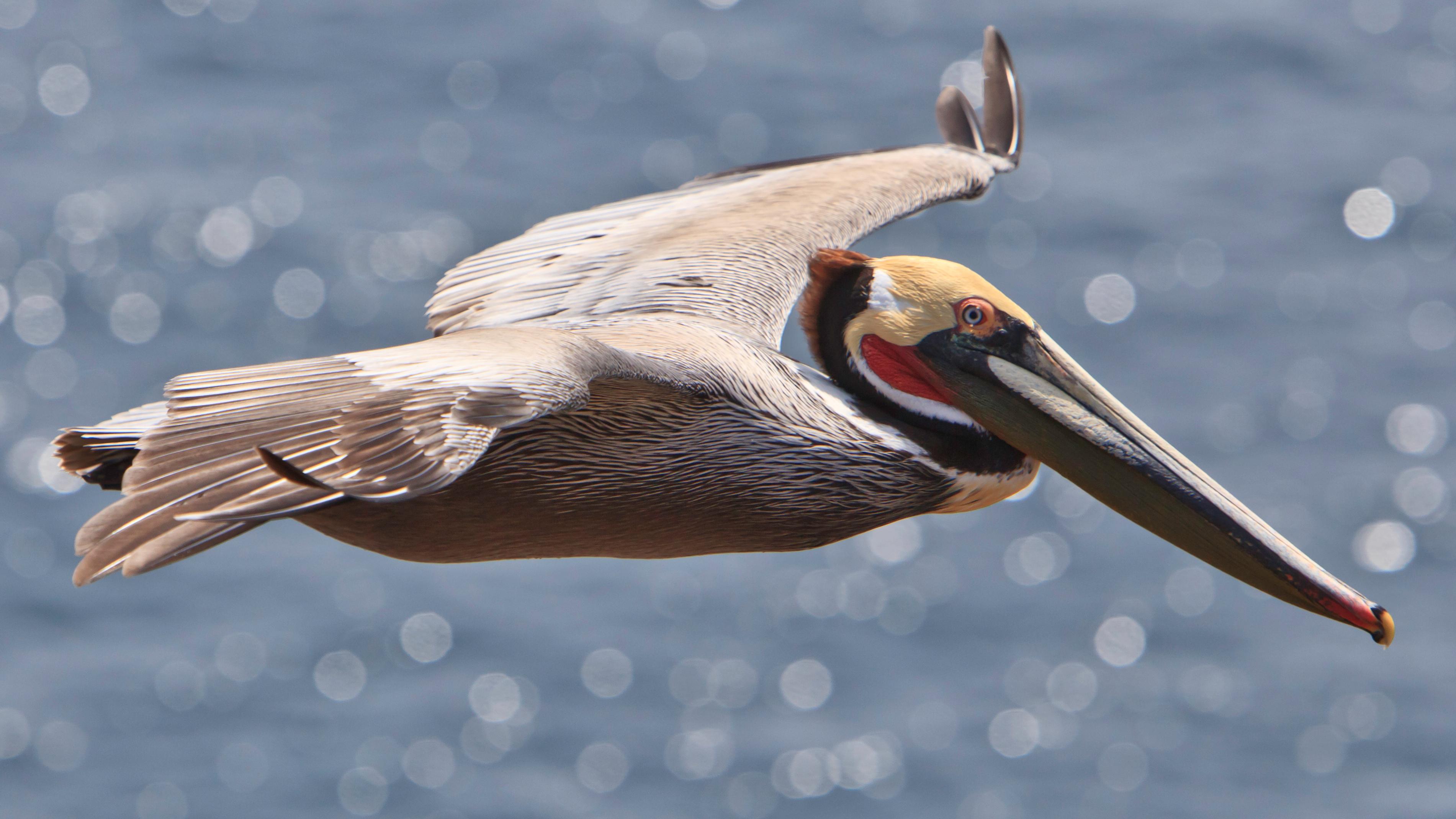 California Brown Pelican (U.S. National Park Service)