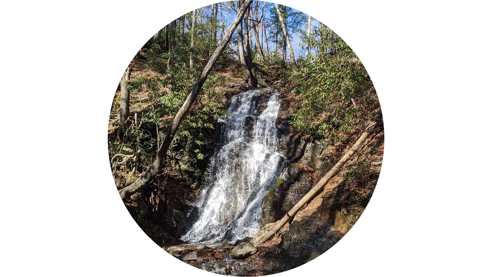 A narrow, stout waterfall flows past green rhododendron. Blue sky through the trees in background.