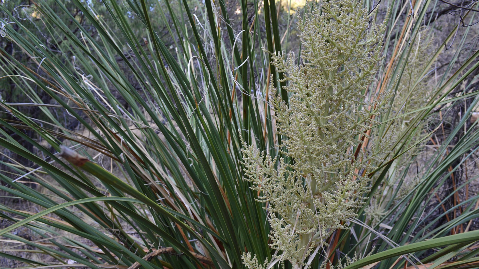A plant with narrow, thin leaves and a flower stalk, all growing from the center of the plant.