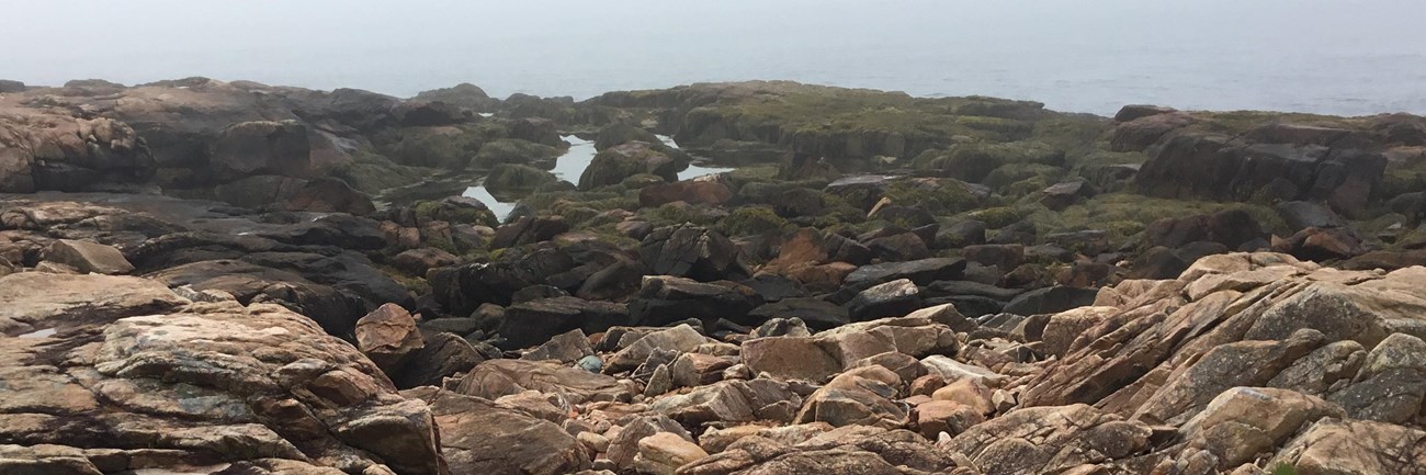 Rocky coast with seaweed covering rocks near the ocean