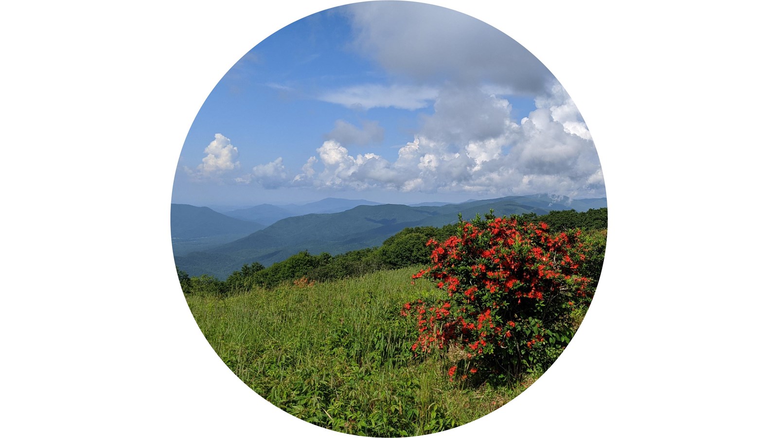 A grassy area with a flame azalea bush in bloom in foreground and sweeping mountains views behind.