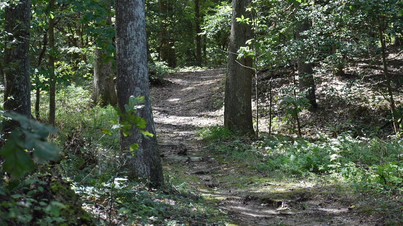Dirt nature trail surrounded by vegetation