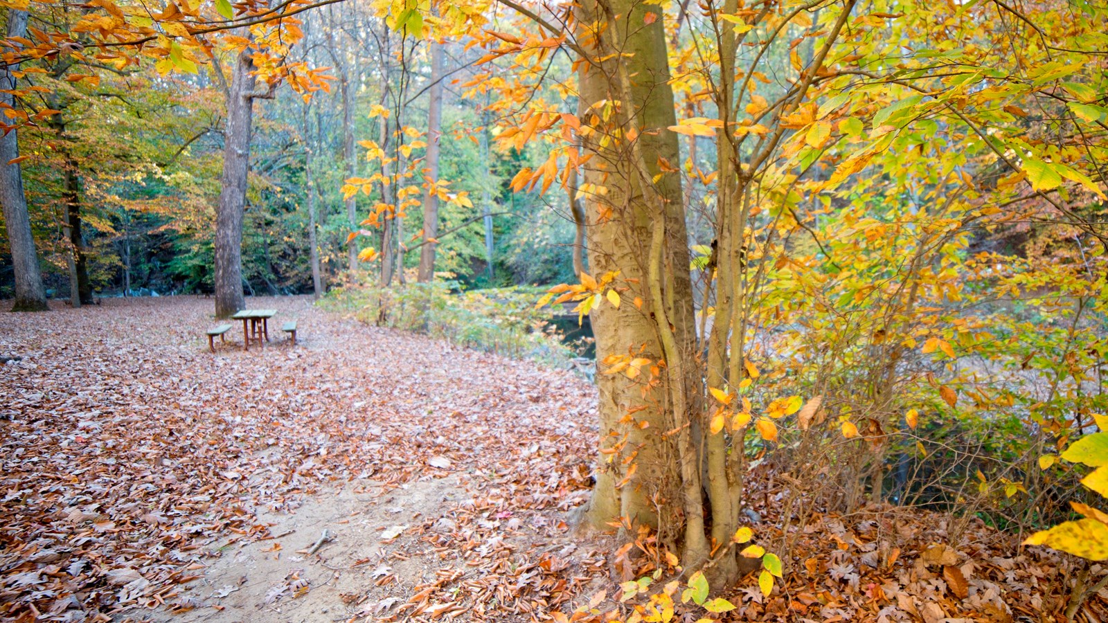 A picnic table next to the creek beneath yellowed fall leaves.