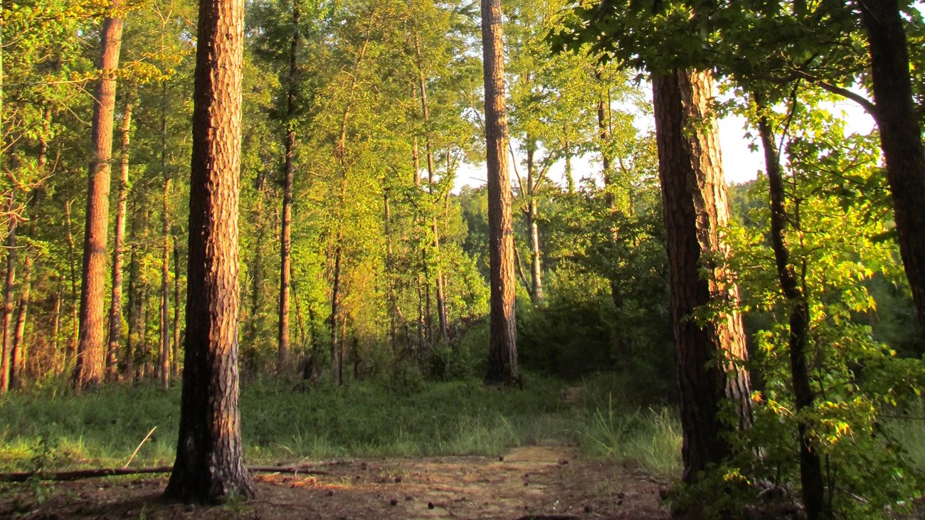 Sun setting on trail. Large pine trees border both sides of dirt trail