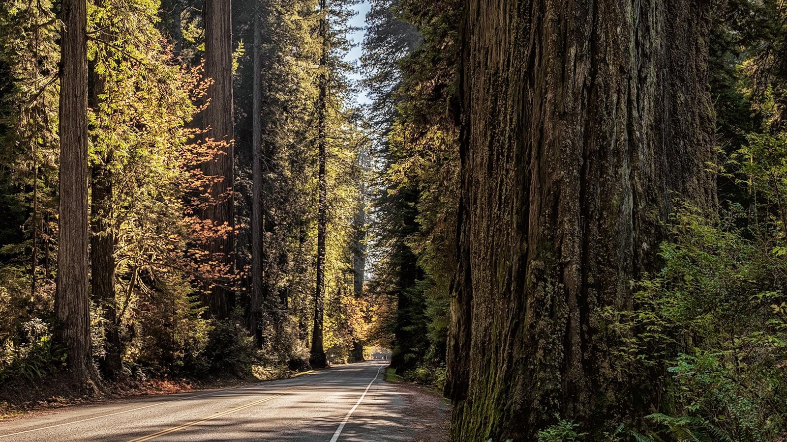 Large redwood trees along a curving, paved road.
