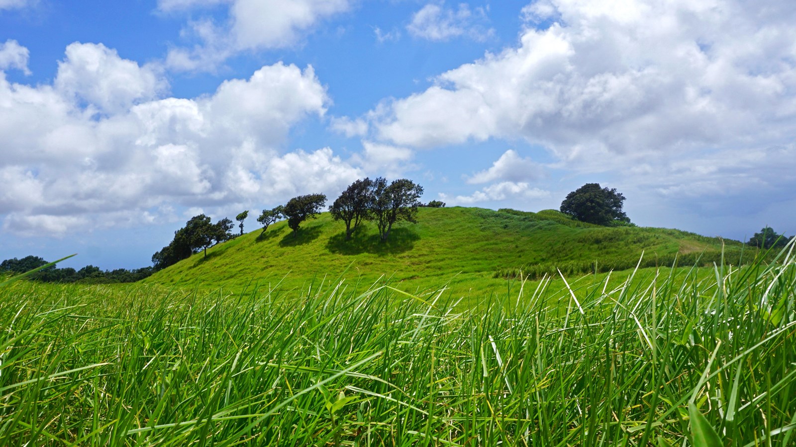 A green grassy hill with scattered trees below blue skies with white puffy clouds