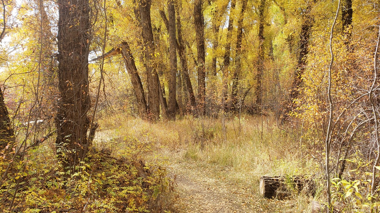 A trail in autumn with yellow leaves and a path between trees