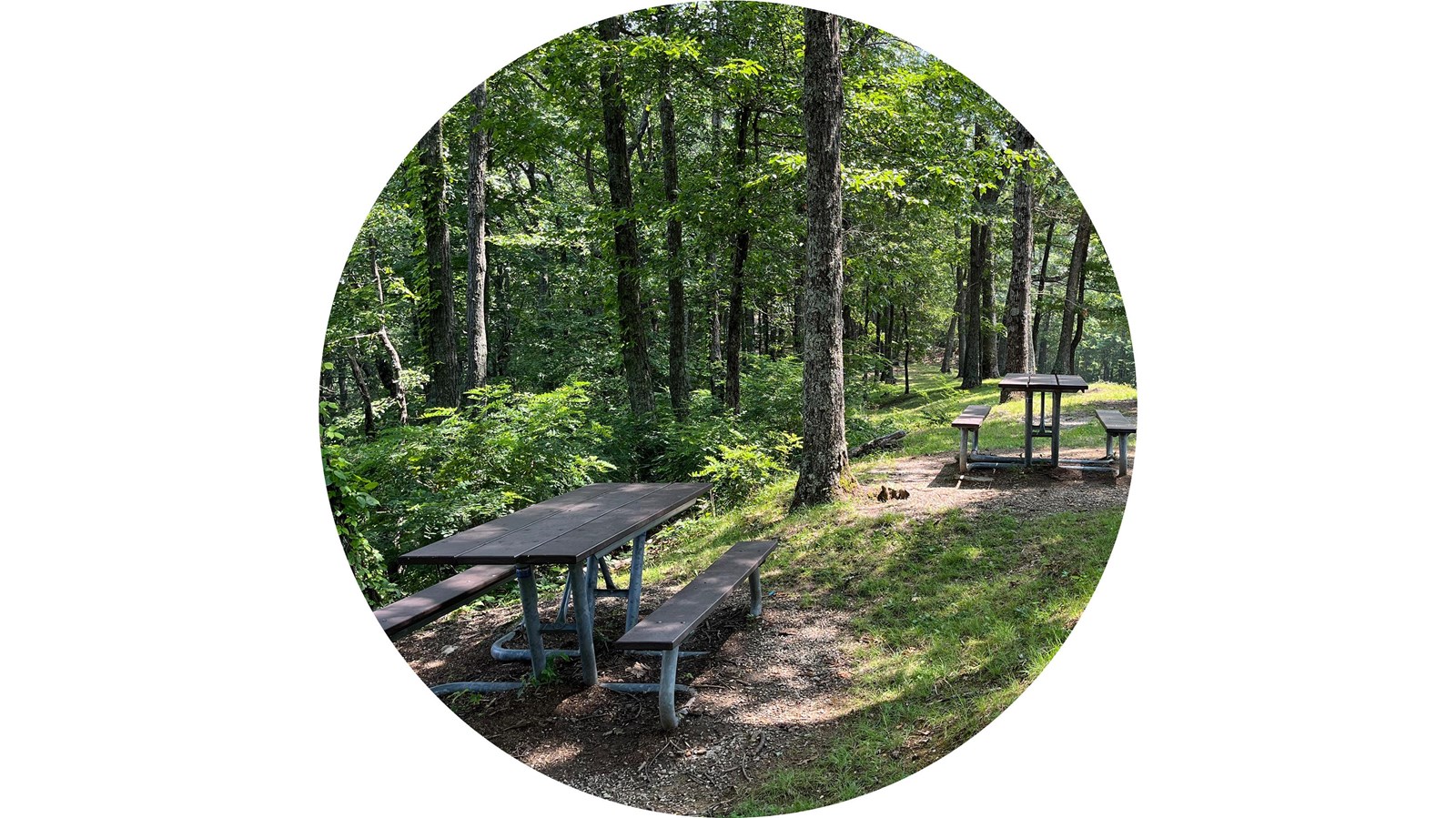 Three picnic tables in a forested area. Sun casts random shadows through pieces of forest canopy.