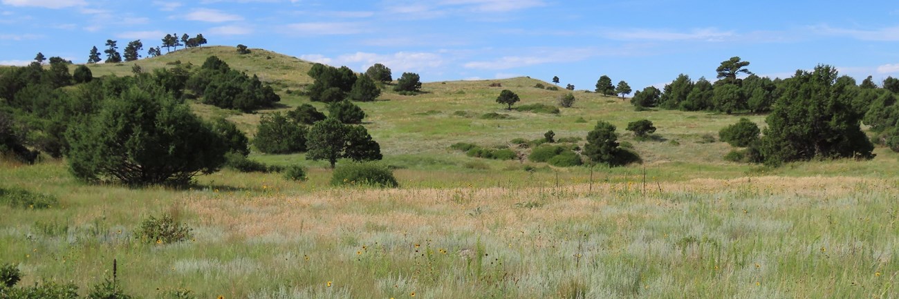 View of a Solidified Lava Lake with Prairie Grass and Sunflowers on the Boca Trail