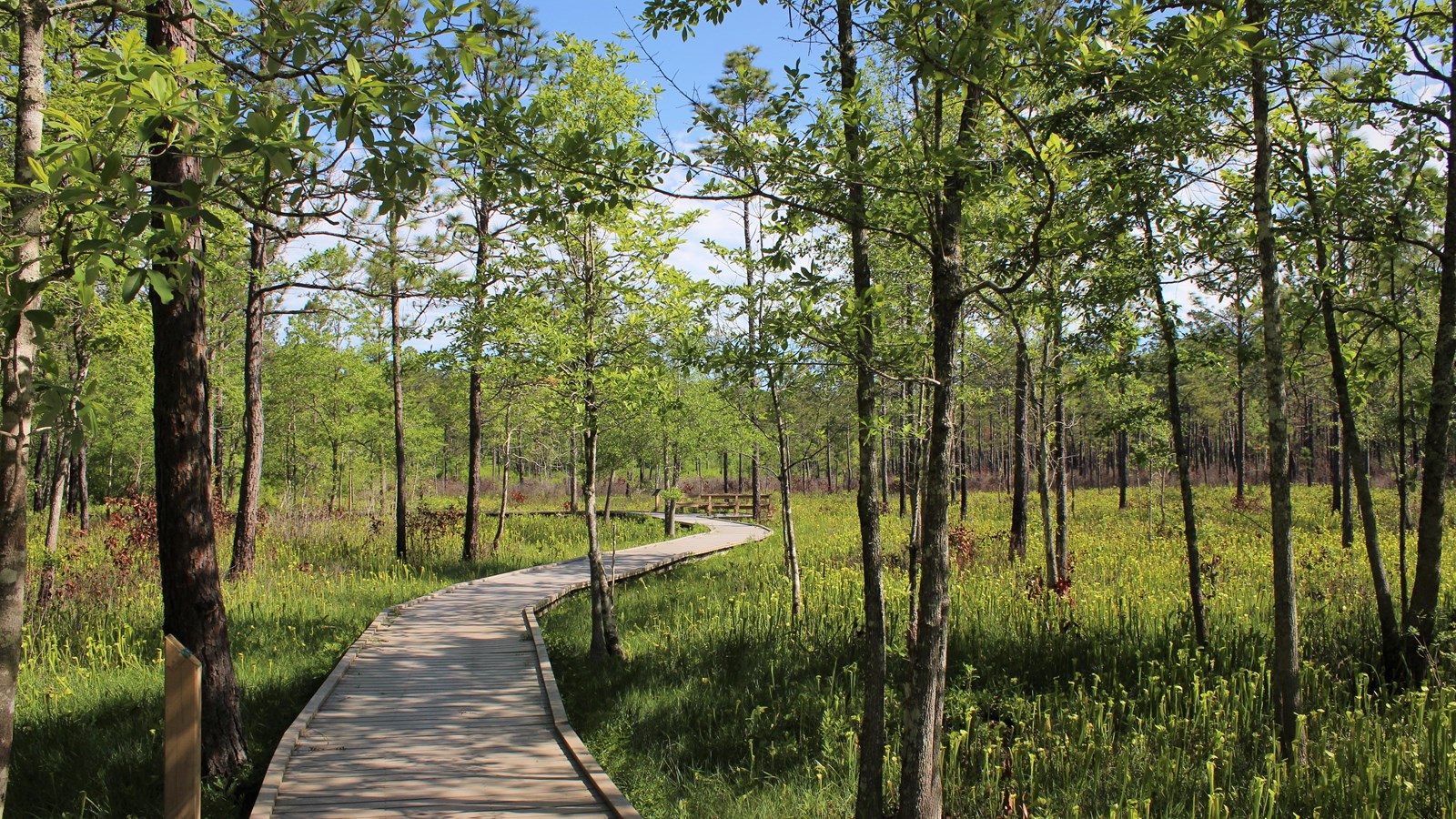 a wooden boardwalk leads through a sunny patch of forest home to green pitcher plants