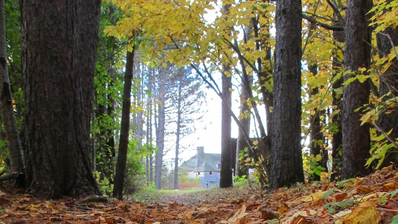 Fall colored leaves on the ground with a view of a building through trees along a paty.