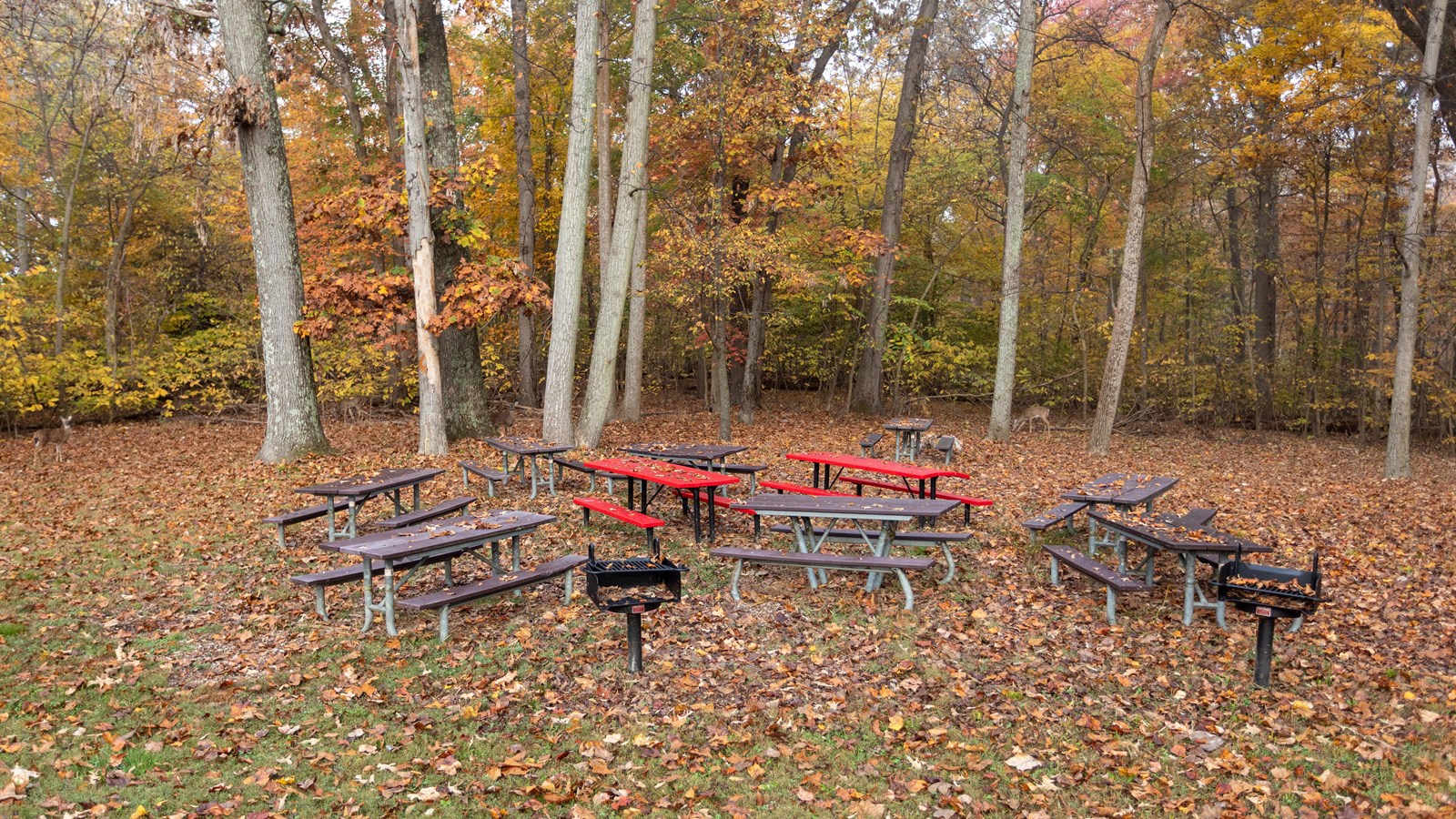 Photo of trees with picnic tables.  