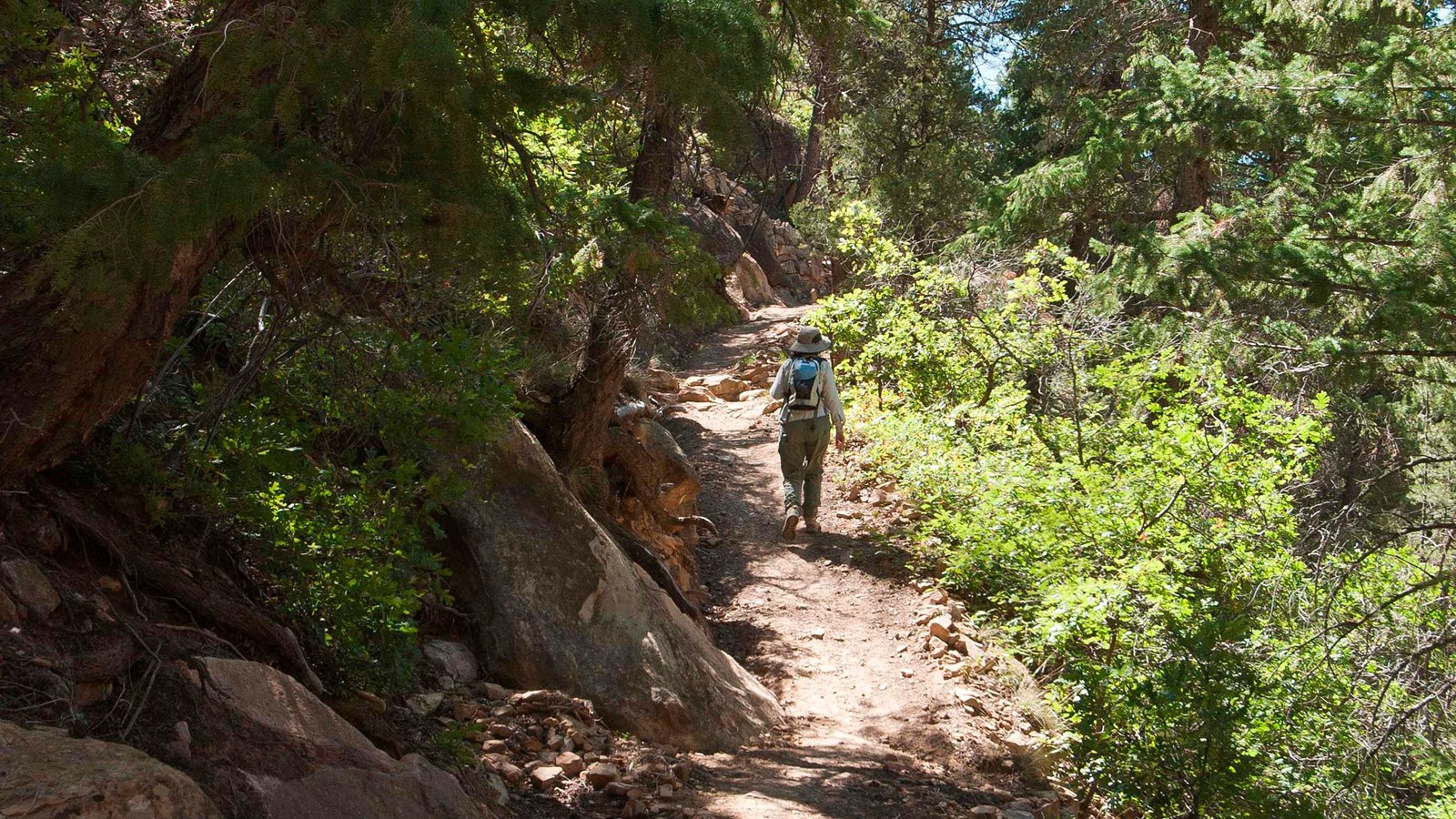 Hiker on narrow, rocky trail surrounded by trees and canyon views.